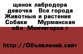 щенок лабродора девочка - Все города Животные и растения » Собаки   . Мурманская обл.,Мончегорск г.